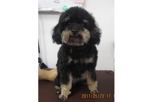 販売中のタイニープードルの親犬